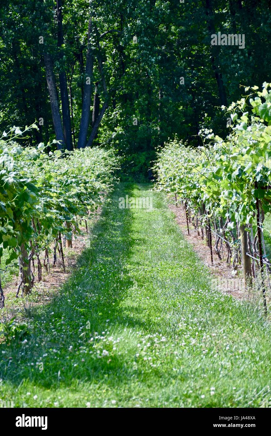 Grape vines on vineyard farm Stock Photo