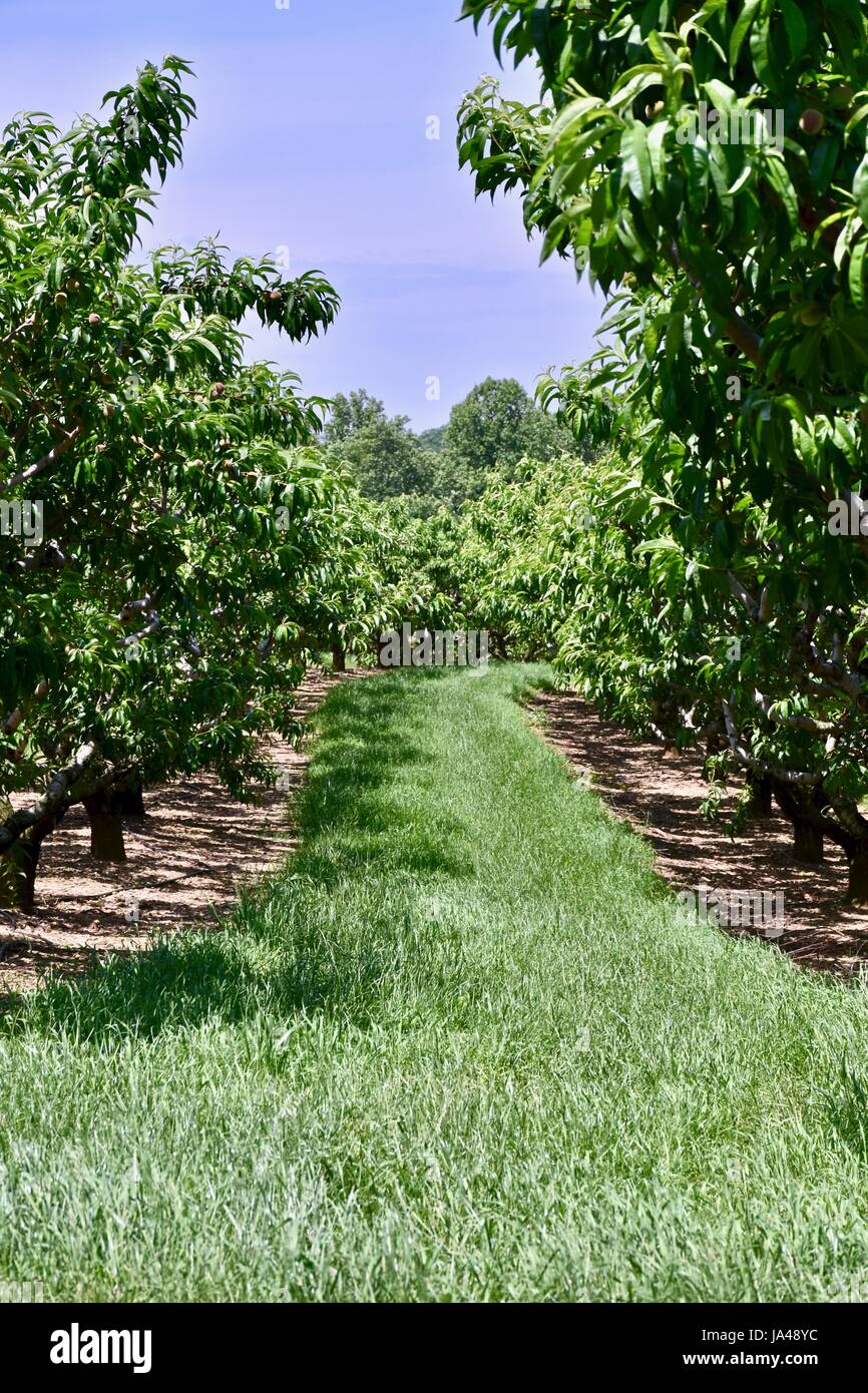Peach trees orchard hi-res stock photography and images - Alamy