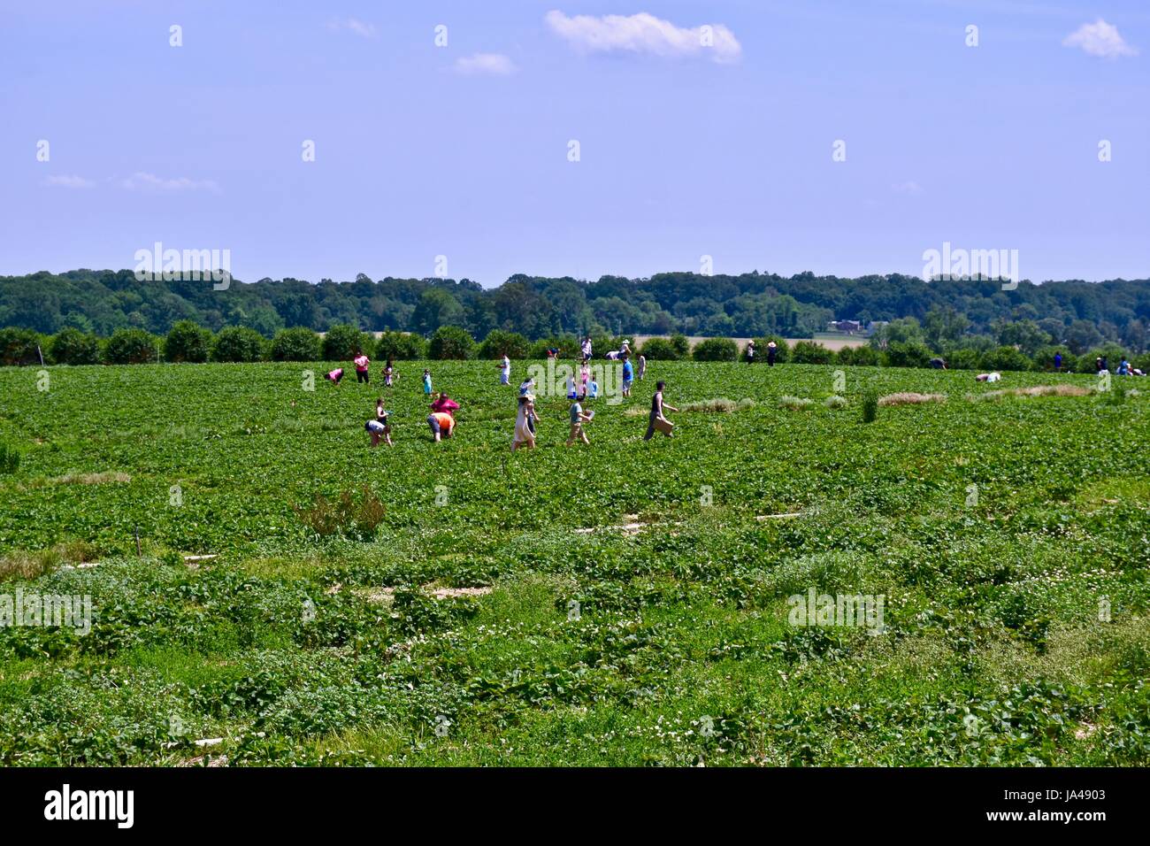 Picking strawberries on a U pick farm, self pick strawberry fields Stock Photo