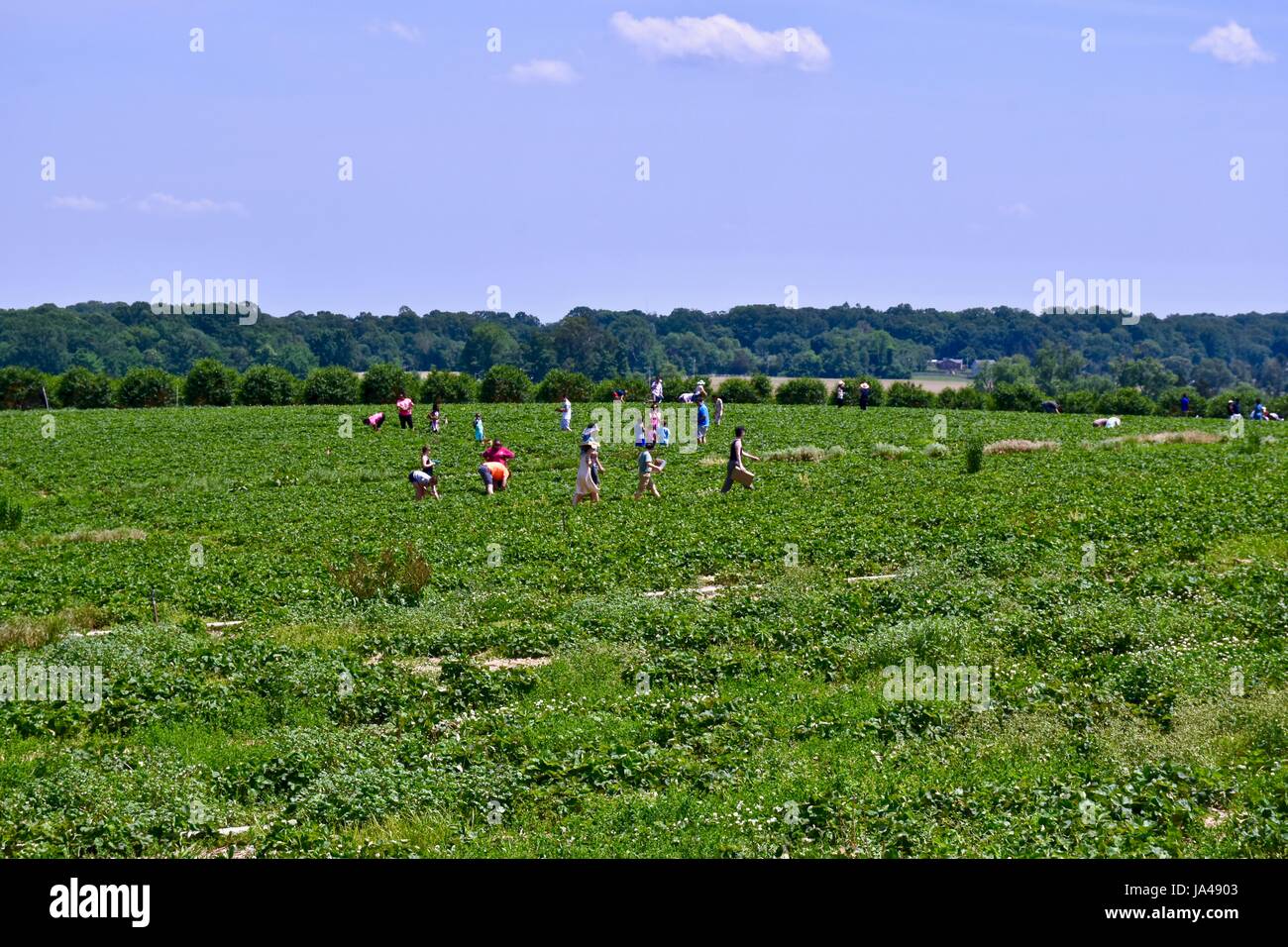 Self pick farm hi-res stock photography and images - Alamy