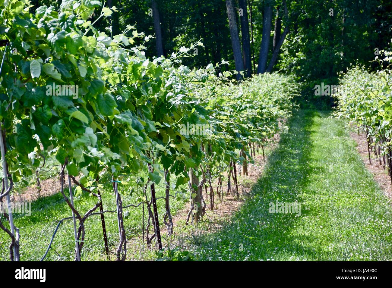 Grape vines on vineyard farm Stock Photo