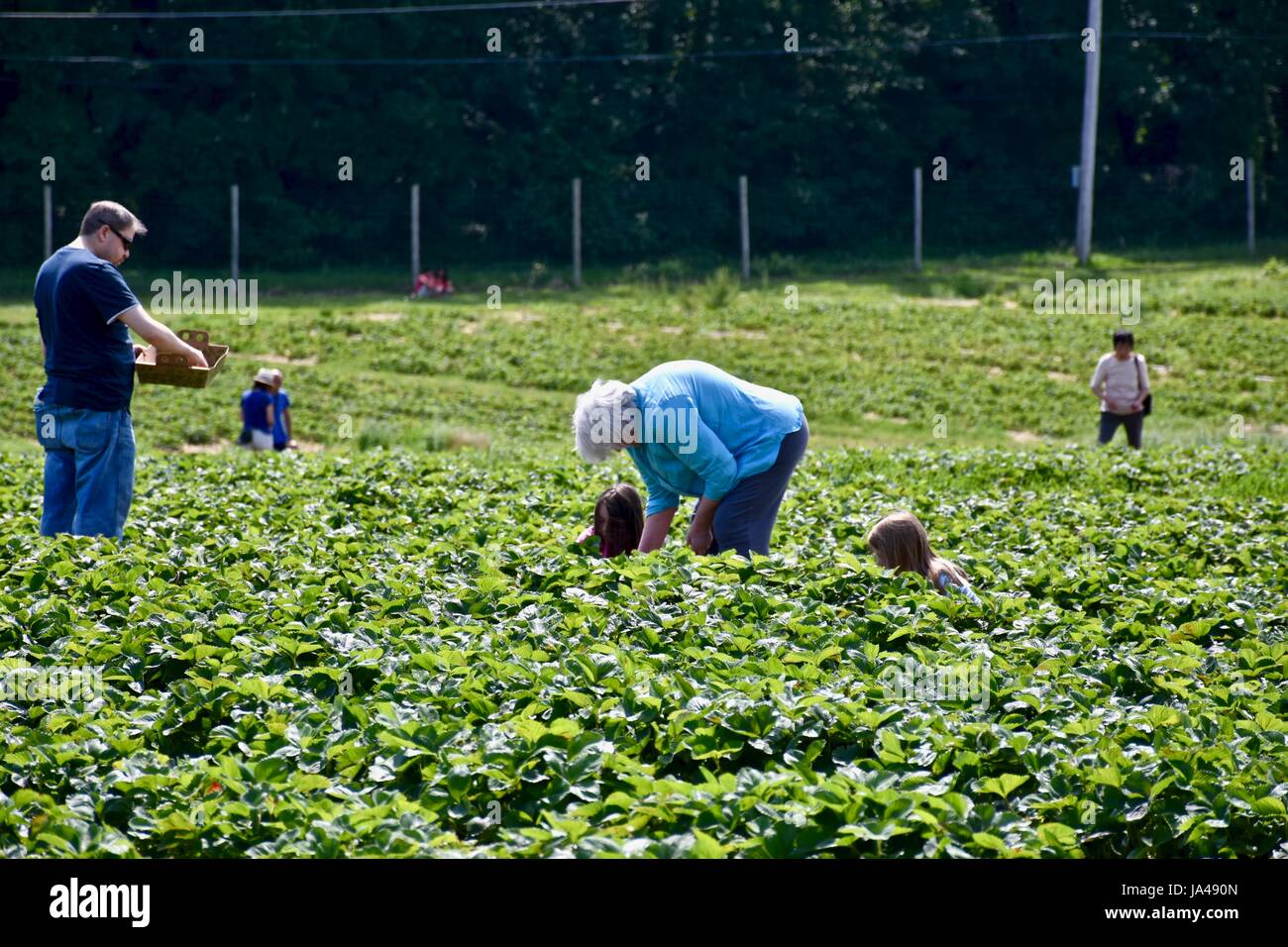 Self pick farm hi-res stock photography and images - Alamy