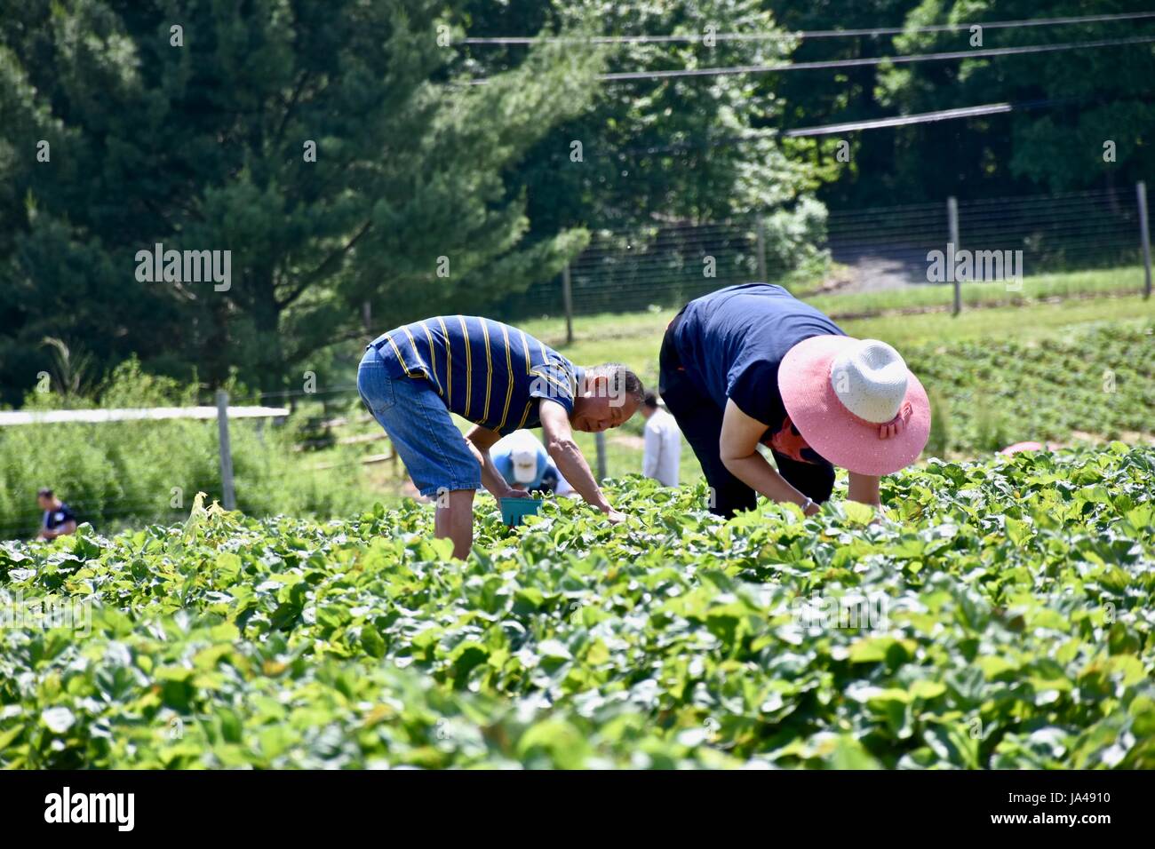 Self pick farm hi-res stock photography and images - Alamy