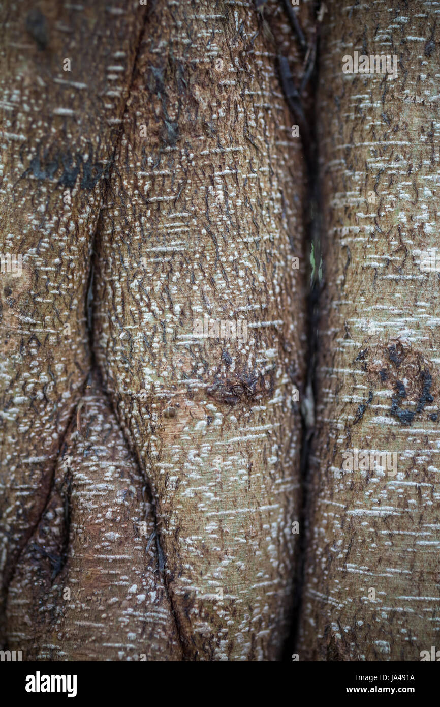 Roots texture hi-res stock photography and images - Alamy