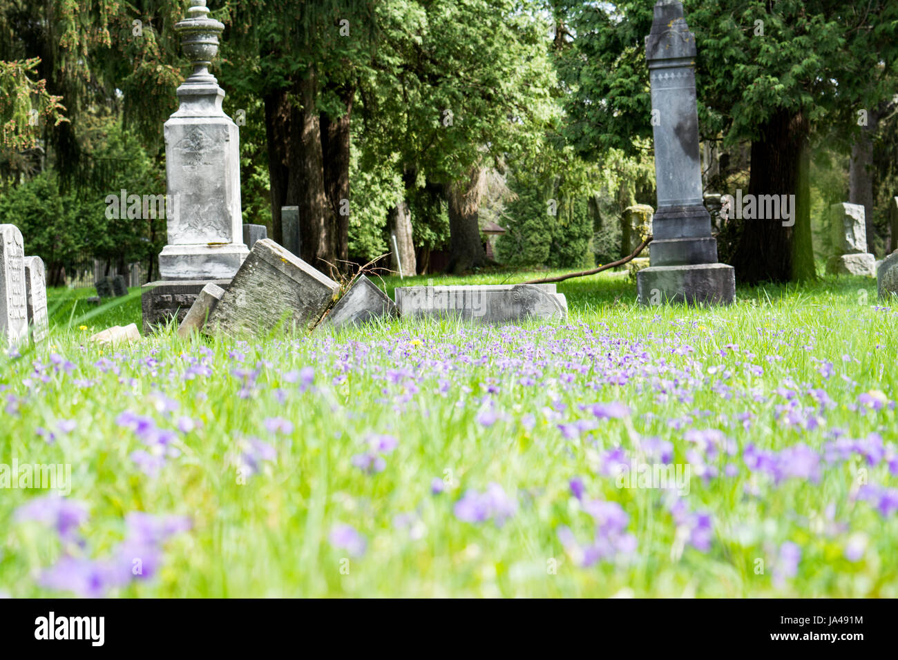 broken tombstone with purple wild flowers growing around it. Stock Photo