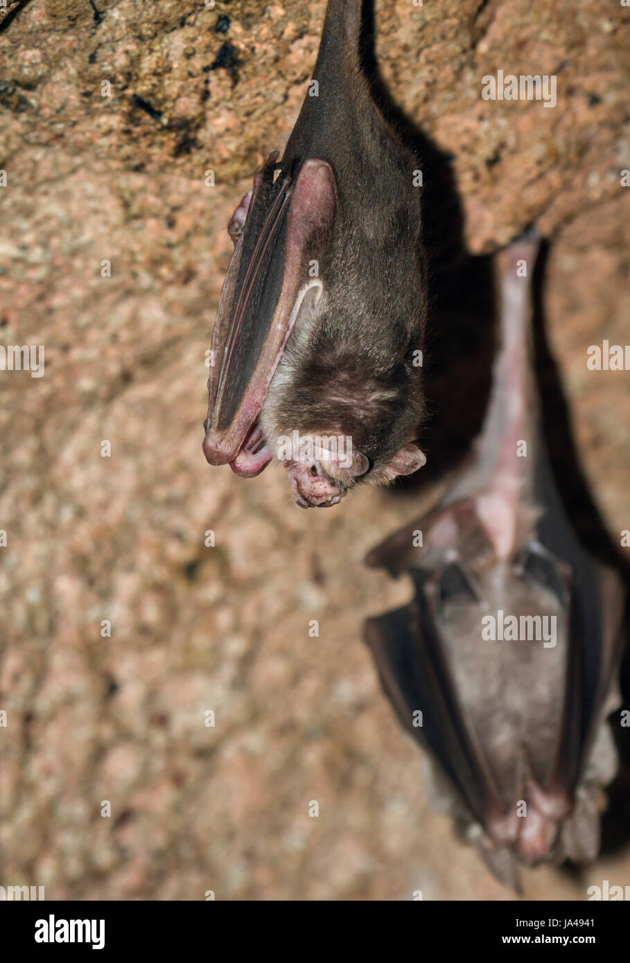 Common vampire bat, Desmodus rotundus Stock Photo - Alamy
