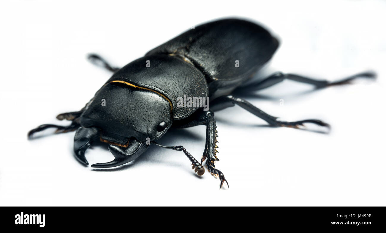 Young stag beetle (Lucanus cervus) isolated on white background Stock Photo