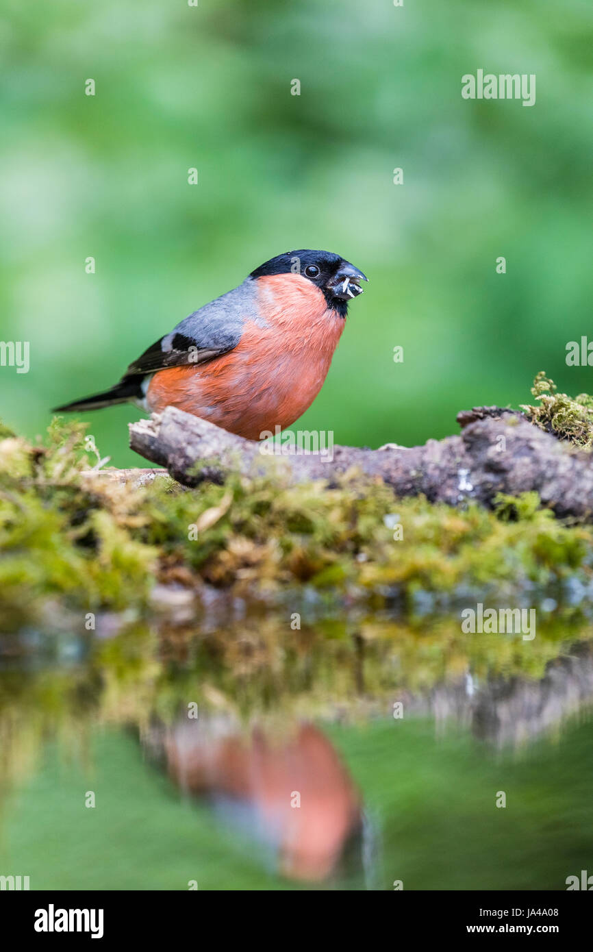 male-bullfinch-in-spring-plumage-stock-photo-alamy