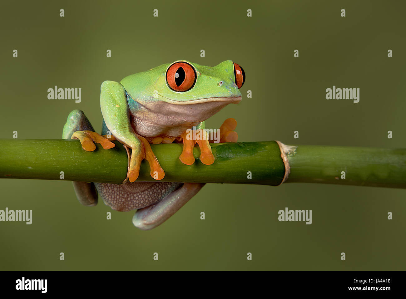 A close up portrait of a red eyed tree frog hanging on to a bamboo shoot looking forward and about to fall Stock Photo