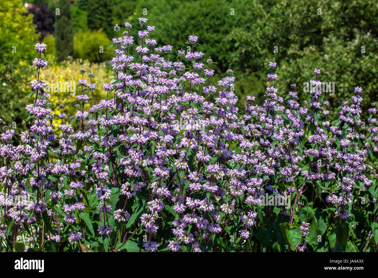 Tuberous jerusalem sage, Phlomis tuberosa, blue garden flowers Stock Photo