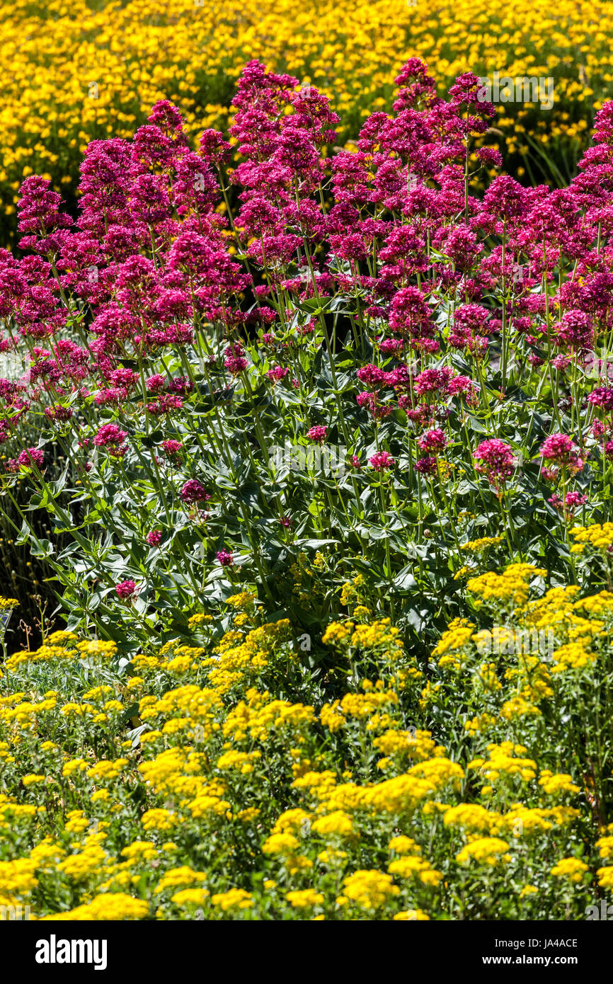 Red Valerian Centranthus ruber Coccineus Red Centranthus Red Yellow Mixed Garden Flowers June Flowering Plants Stock Photo