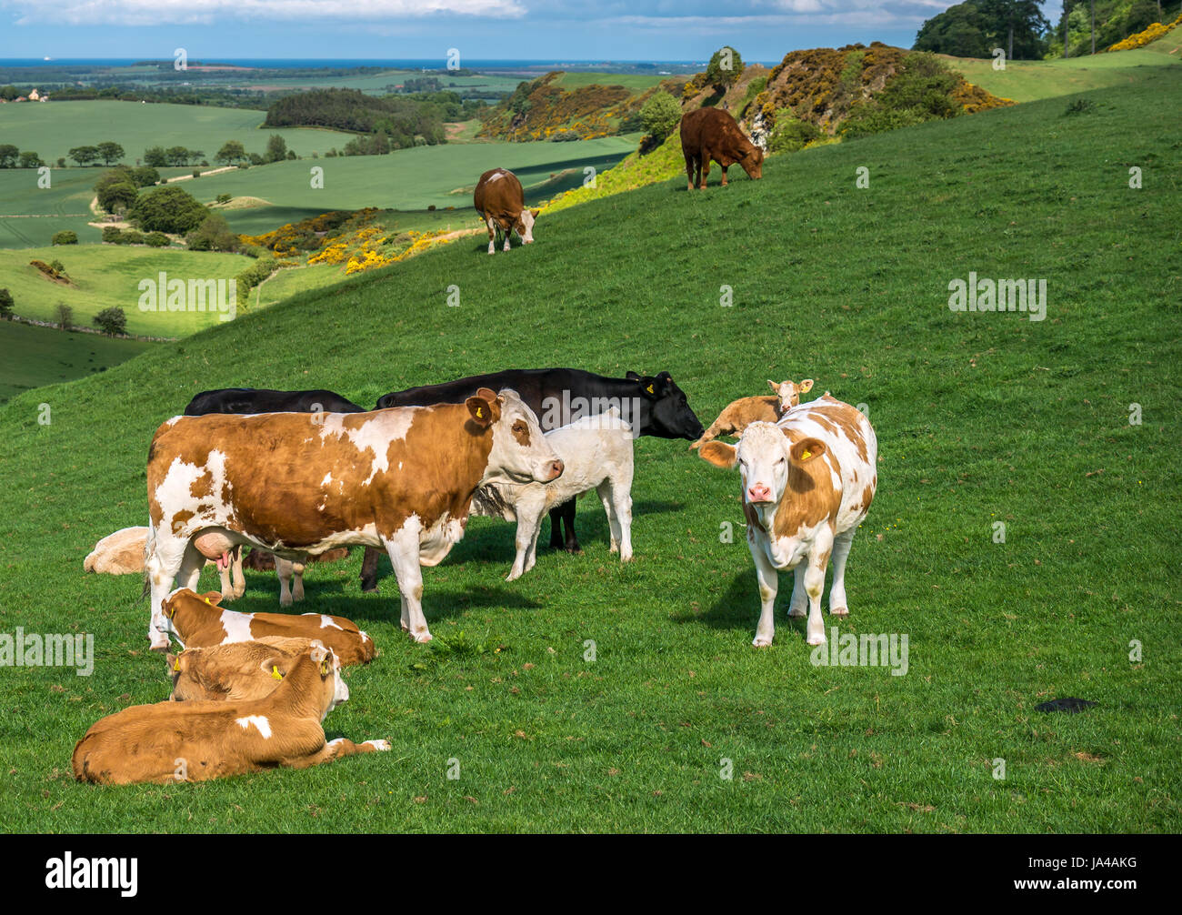 Small group of Jersey cows and calves in green field on hillside with landscape and sea view in background, East Lothian, Scotland, UK Stock Photo