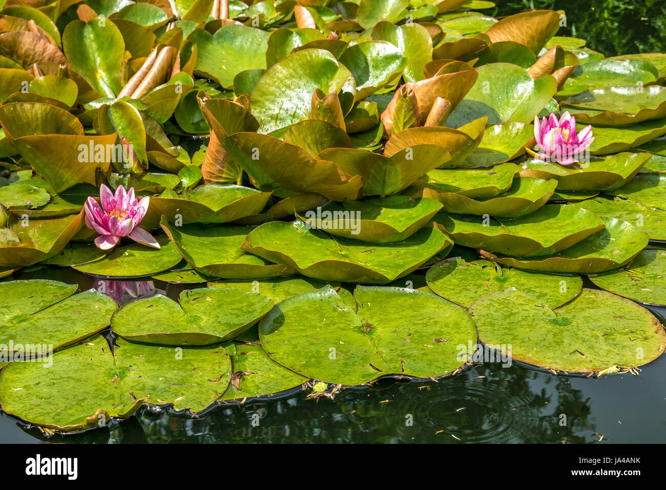 Garden pond with sun lit pink water lilies, Nymphaeaceae, and green lily pads, East Lothian, Scotland, UK Stock Photo