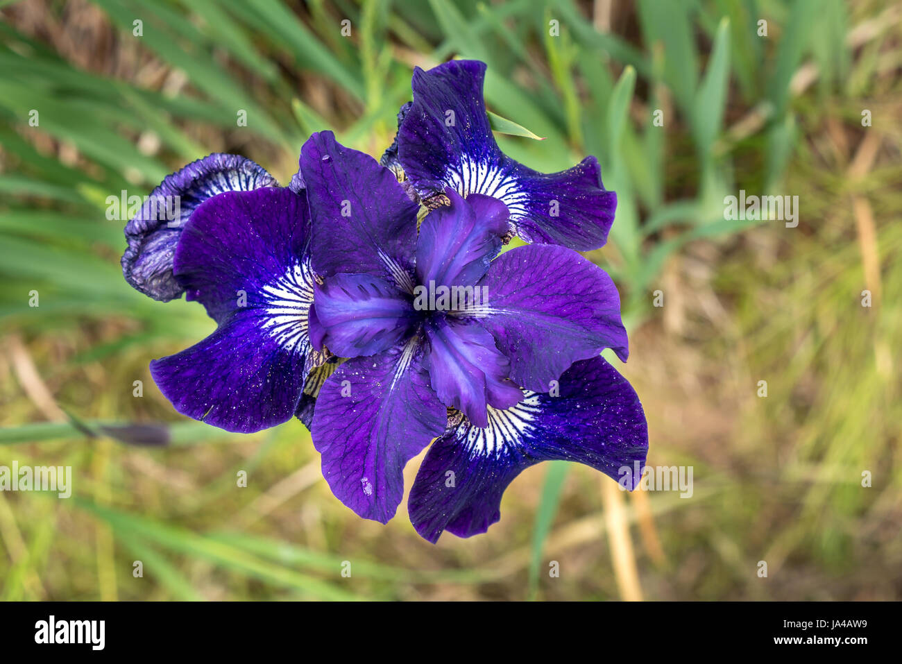 Close up of purple Siberian Iris ruffled velvet, Iris Sibirica, East Lothian, Scotland, UK Stock Photo