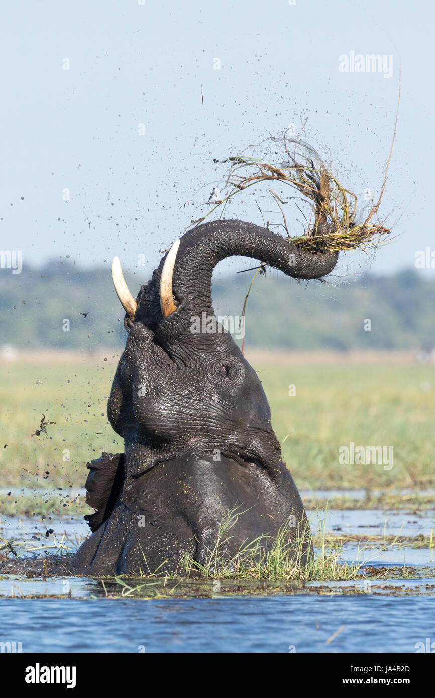 Bull Elephant feeding on water lillies in the Chobe River in Botswana Stock Photo