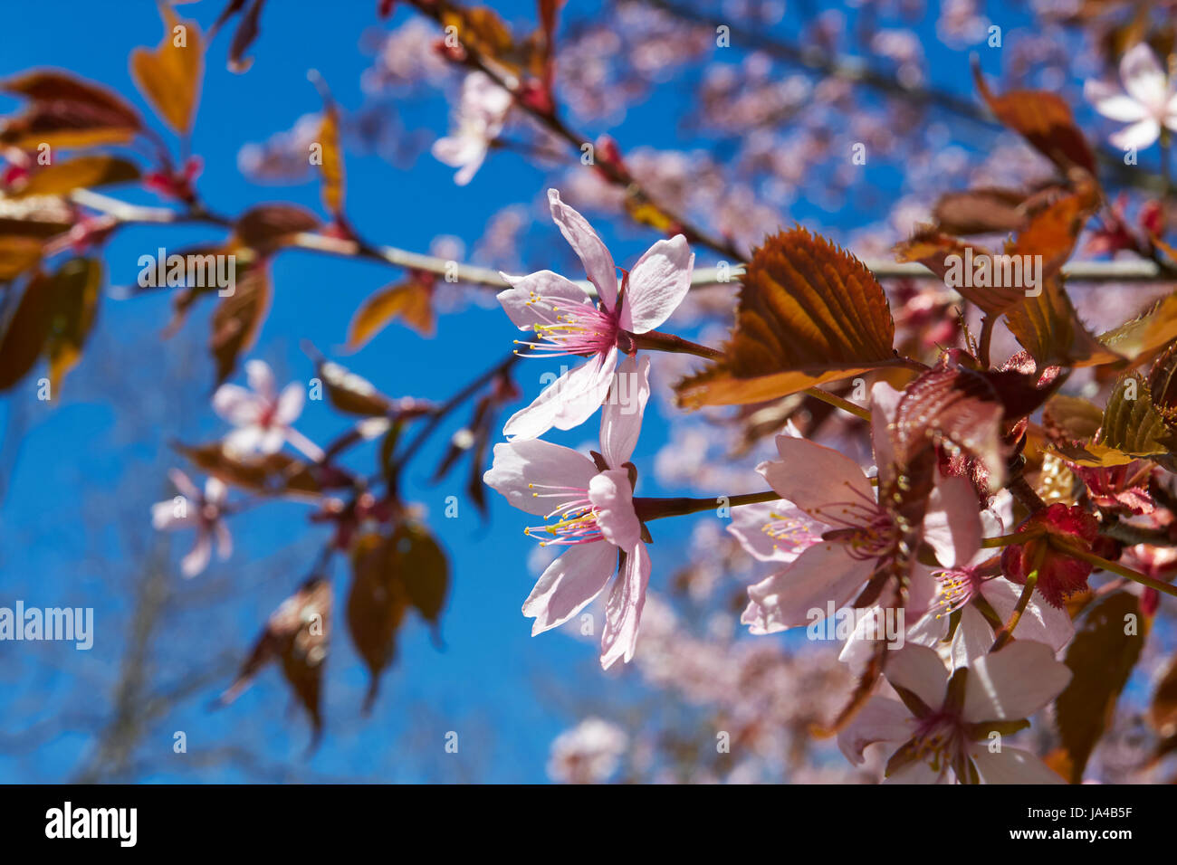 Prunus sargentii, Sargents cherry tree blossom, Finland Europe Stock Photo
