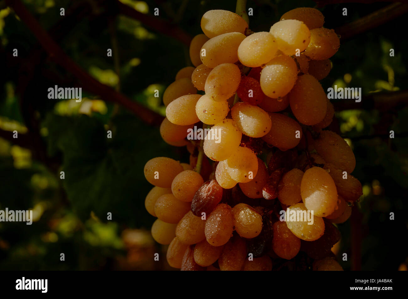 Close up of a cluster of ripe grapes on a grapevine in a vineyard Photographed in the Lachish Region, Negev, Israel Stock Photo