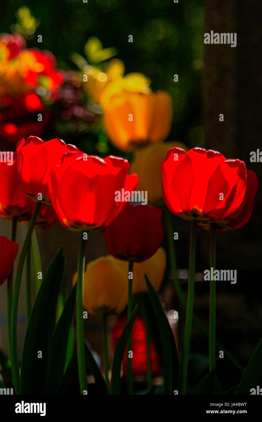 Blooming back lit red and yellow tulip flowers close up Stock Photo - Alamy