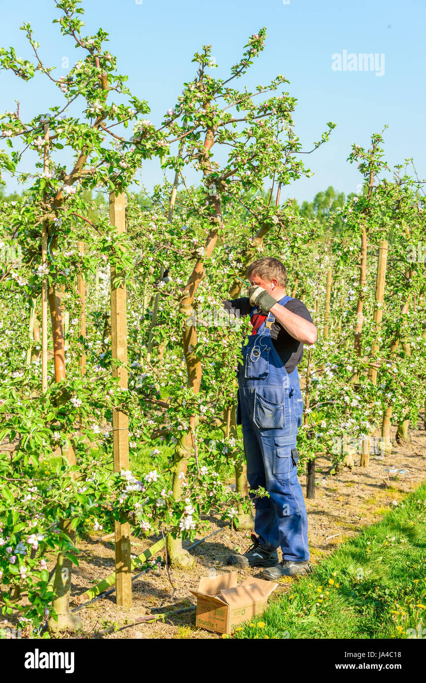 Simrishamn, Sweden - May 19, 2017: Environmental documentary. Orchard worker putting up new wooden poles to trellis in blooming apple tree orchard. Stock Photo