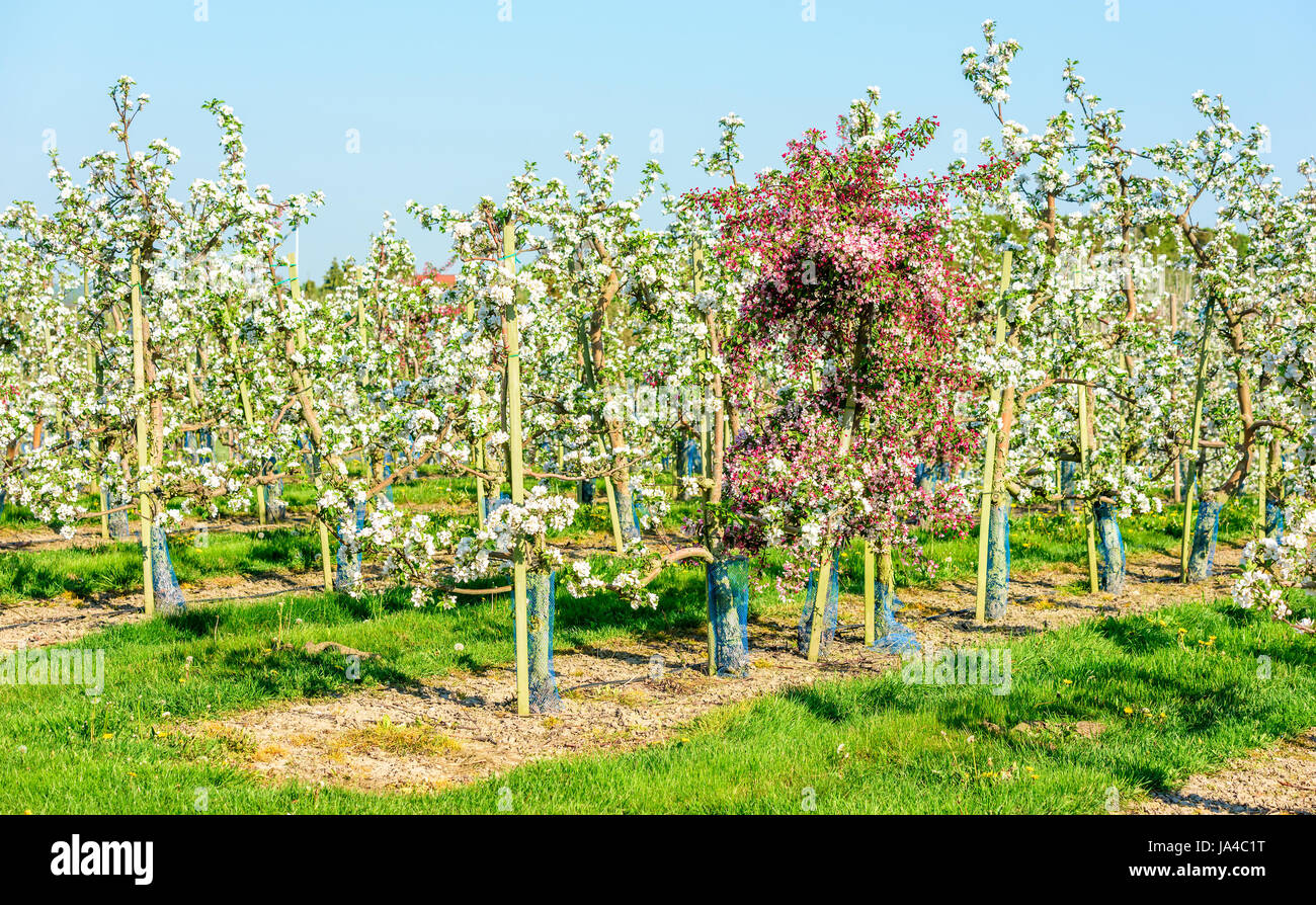 One apple tree with red and pink flowers among lots of trees with white flowers in an orchard. Stock Photo