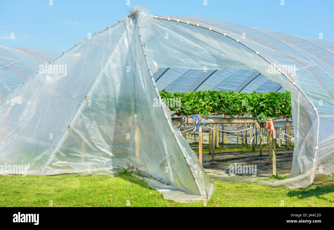 Strawberry plants in bloom inside an open plastic tunnel tent Stock Photo
