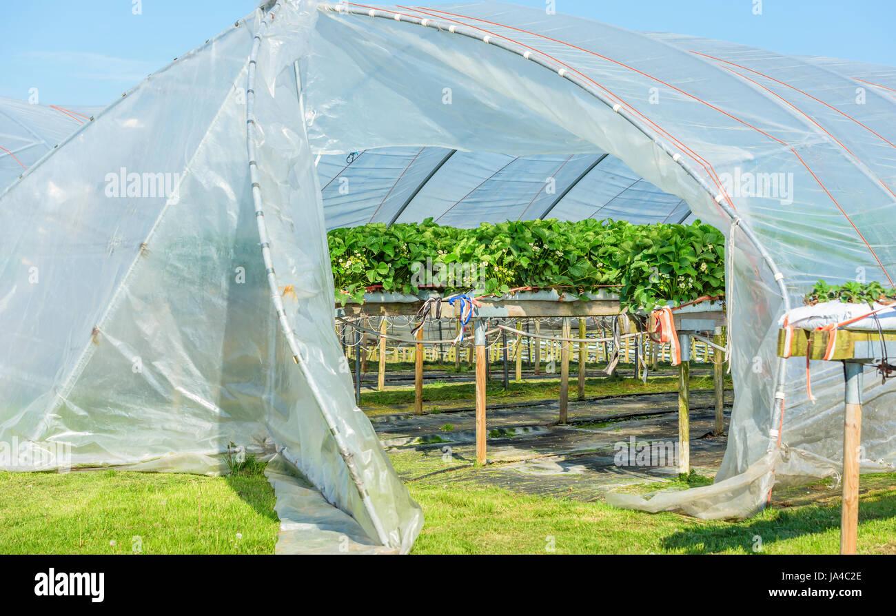 Strawberry plants in bloom inside an open plastic tunnel tent Stock Photo
