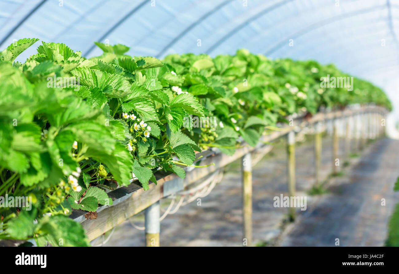 Fresh and green strawberry plants in bloom inside a plastic tunnel tent Stock Photo