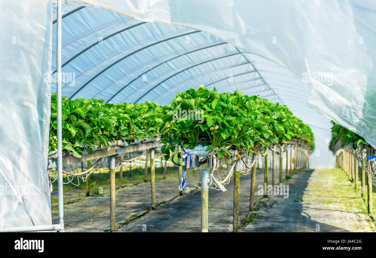 Strawberry plants in bloom inside an open plastic tunnel tent Stock Photo