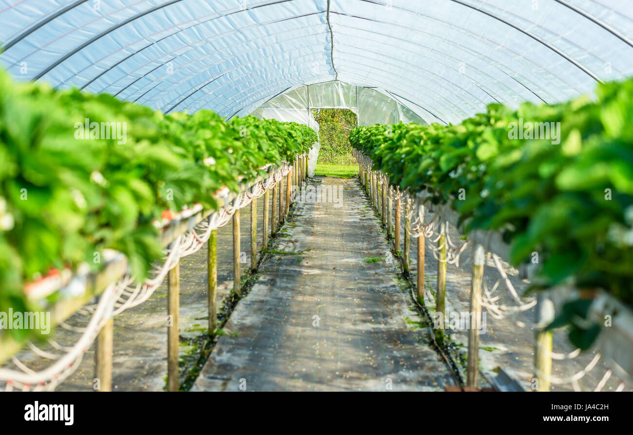 Fresh and green strawberry plants in bloom inside a plastic tunnel tent Stock Photo