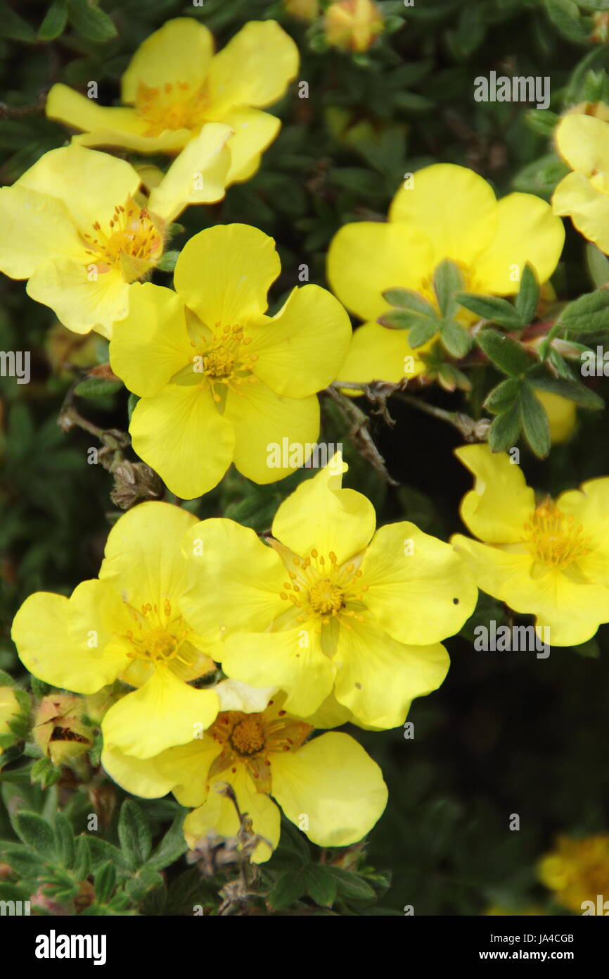 Potentilla fruticosa 'Elizabeth' (shrubby cinquefoil) flowering in the herbaceous border of an English garden in May, England, UK Stock Photo