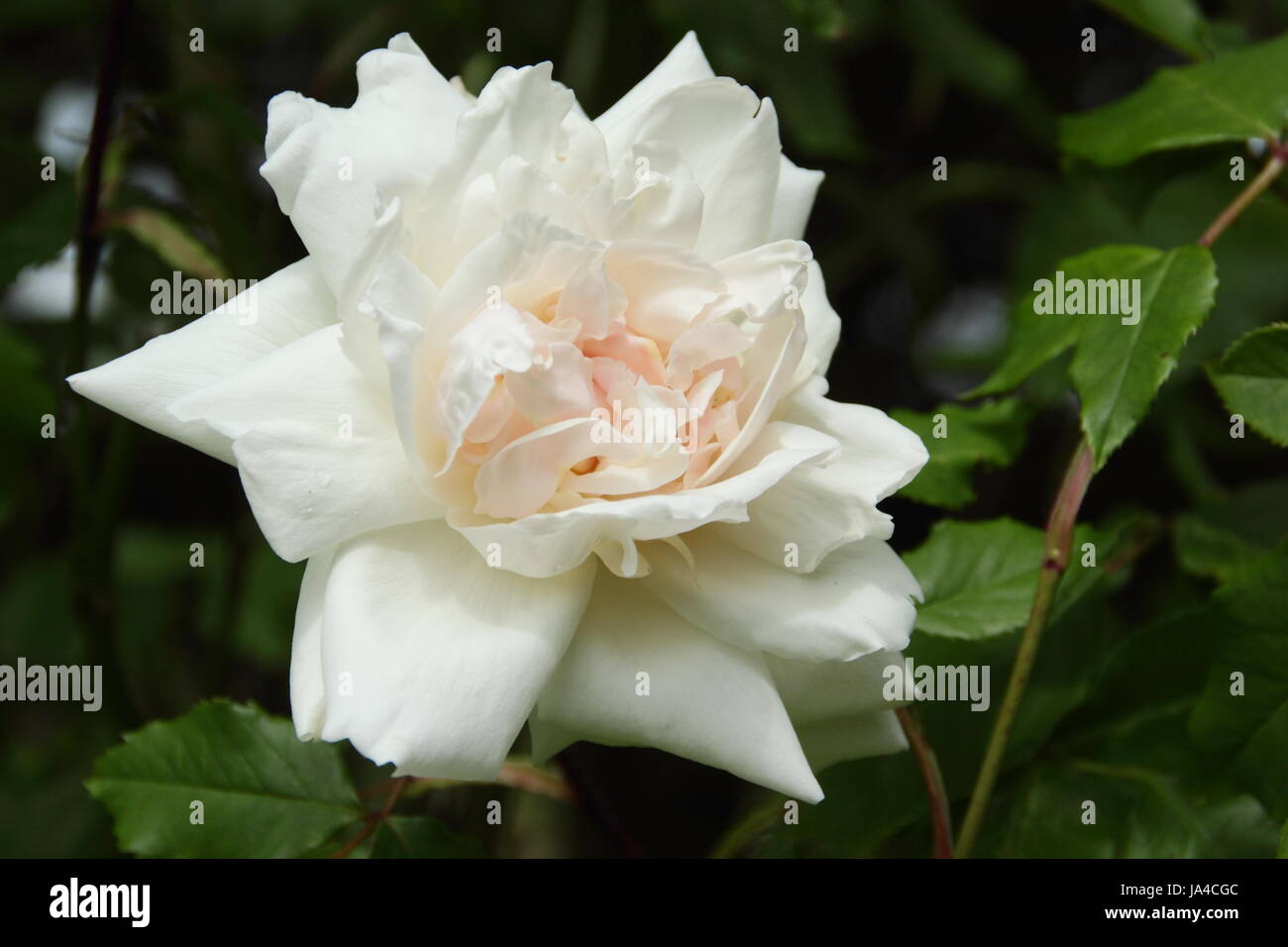Rosa 'Madame Alfred Carriere', a fragrant, climbing rose in full bloom in an English garden on a sunny day in late May, UK Stock Photo