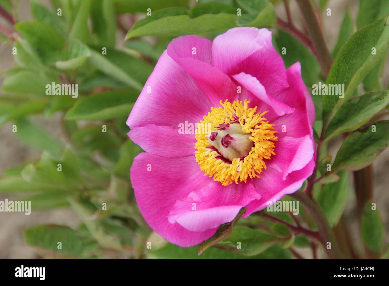 Common peony (paeonia officinalis) in full bloom in the border of an English garden - May Stock Photo