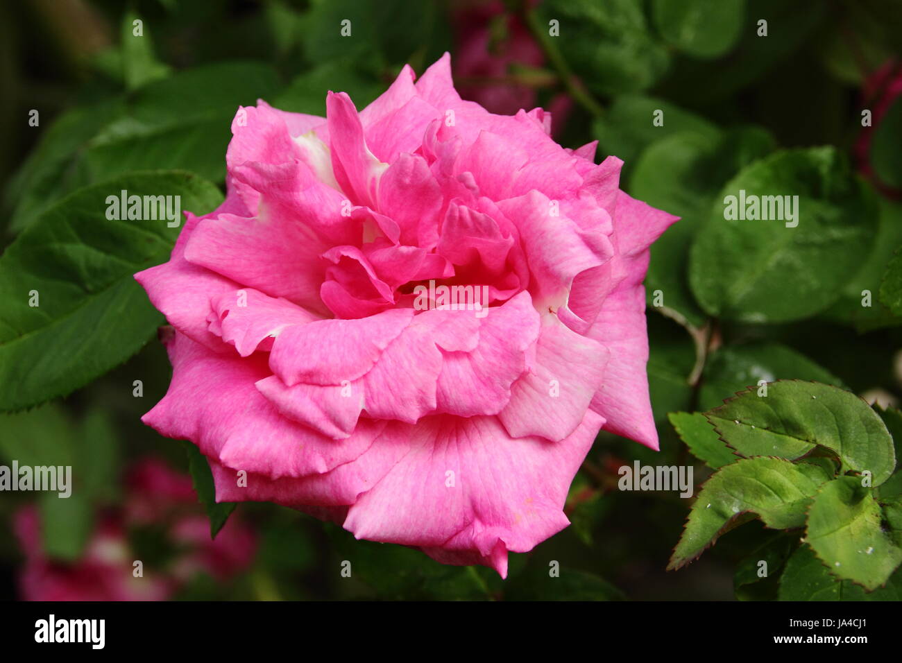 Rosa 'Zephirine Drouhin'. a highly fragrant, climbing bourbon rose in full bloom in an English garden in May, UK Stock Photo