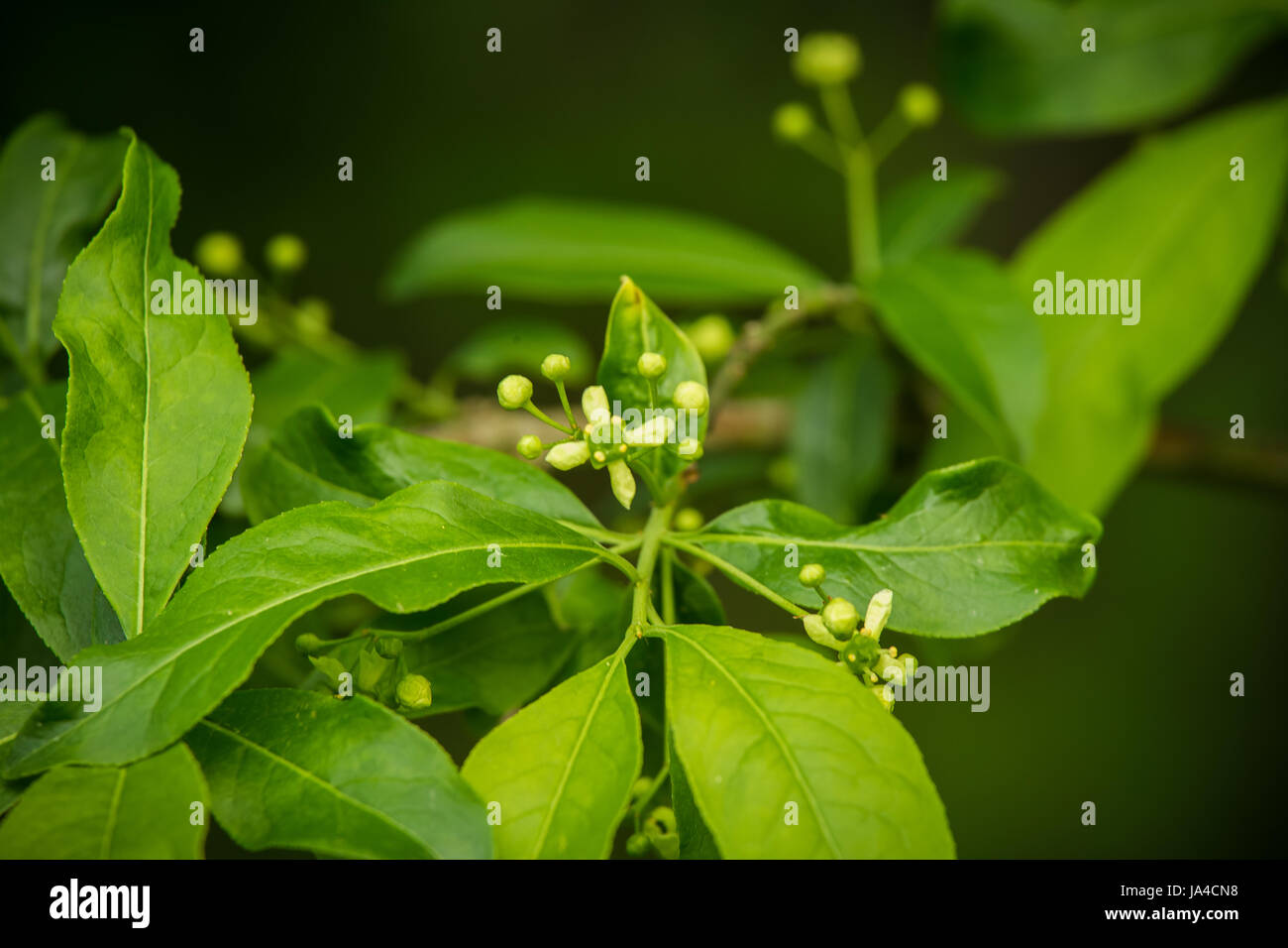 A beautiful vibrant closeup of common spindle tree branch on a natural background in summer Stock Photo