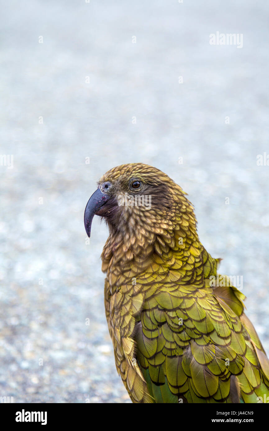 Kea bird (Nestor notabilis) in New Zealand Stock Photo