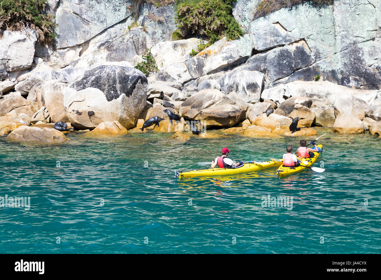 Kayakers looking at seals resting on the rocks in Abel Tasman National Park, South Island, New Zealand Stock Photo