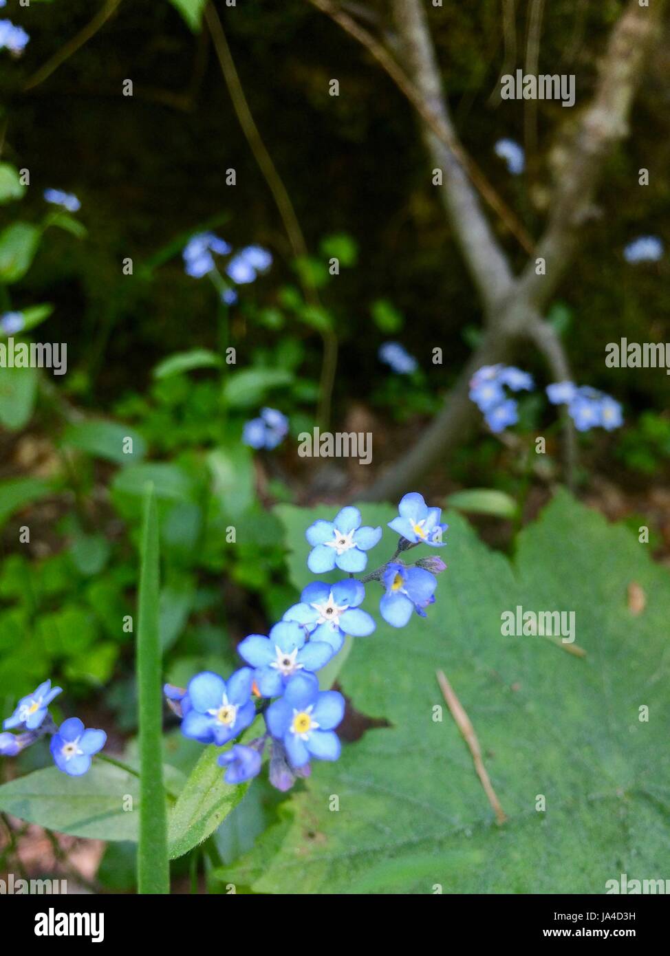 Blue flower Stock Photo