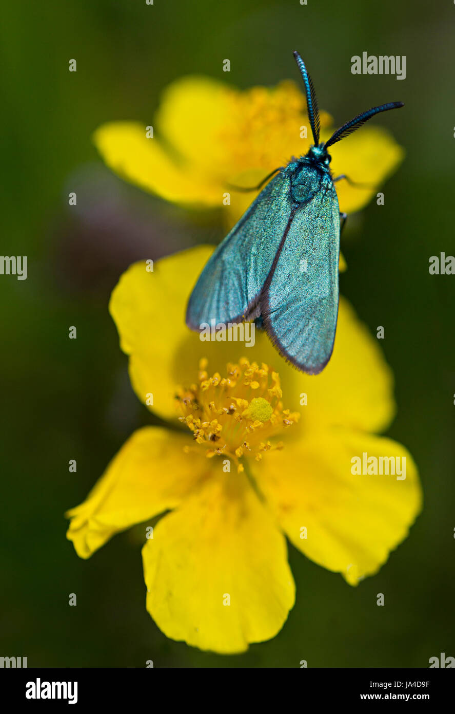 Cistus Forester Moth (Adscita geryon) on Common Rock-rose (Helianthemum nummularium) Stock Photo