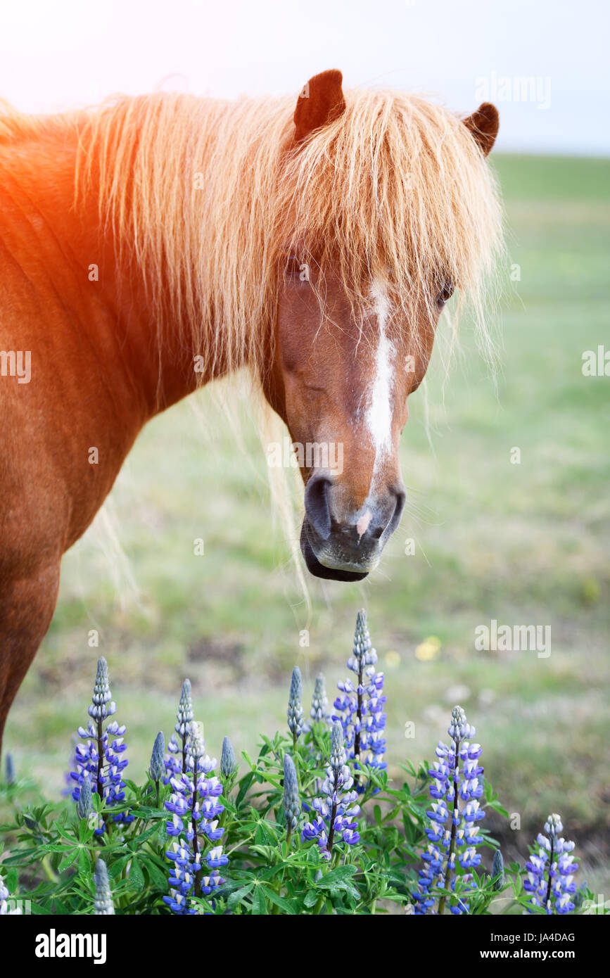 Icelandic horse portrait close up Stock Photo