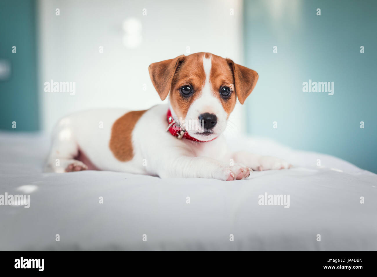 jack russel puppy on white bed Stock Photo Alamy