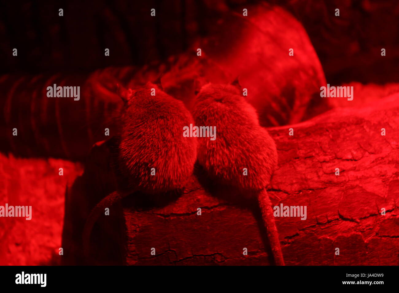 giant jumping rats Stock Photo - Alamy