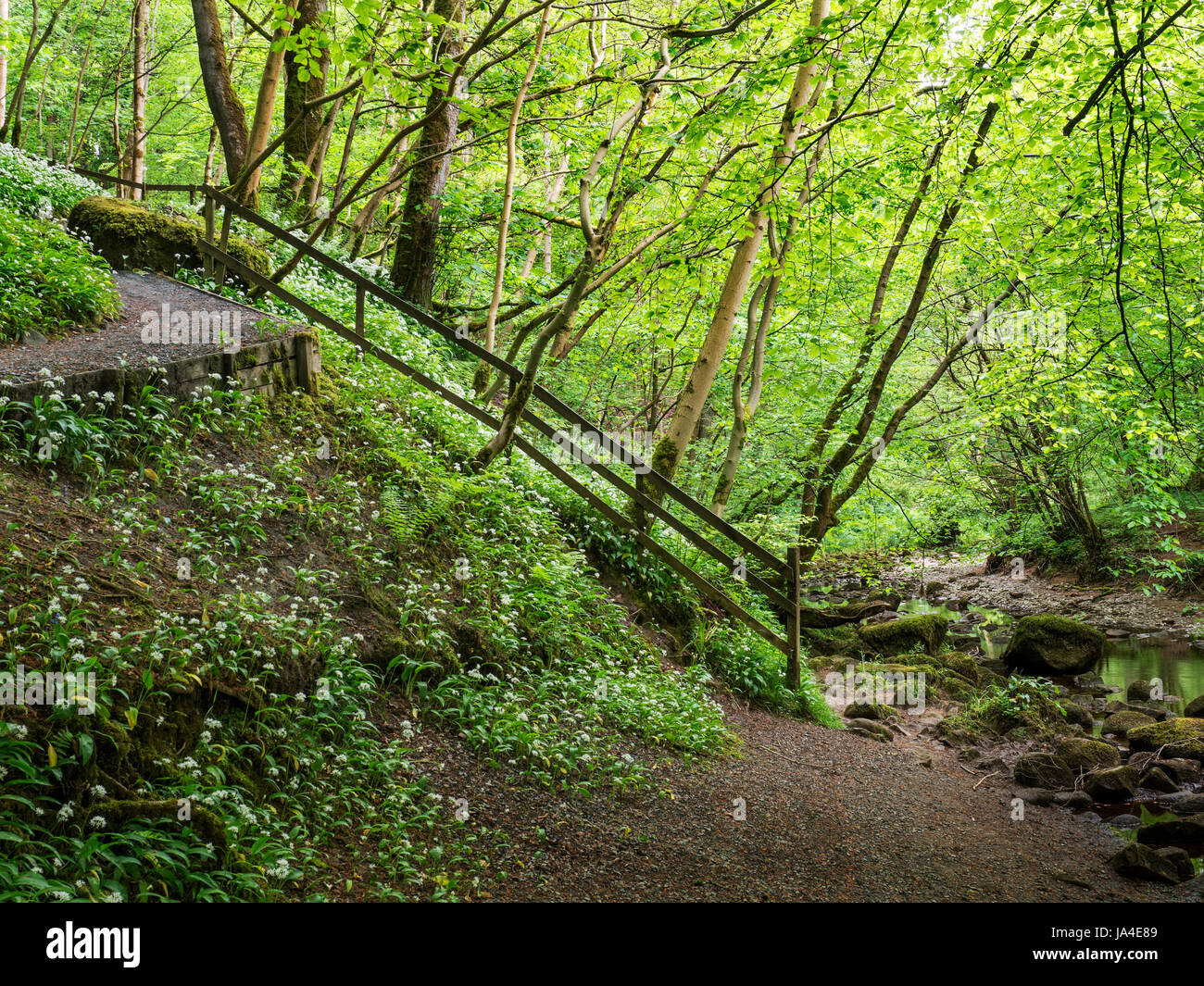 Wild Garlic Flowers and Spring Trees on a Bank by the River Wharfe in Strid Wood at Bolton Abbey North Yorkshire England Stock Photo