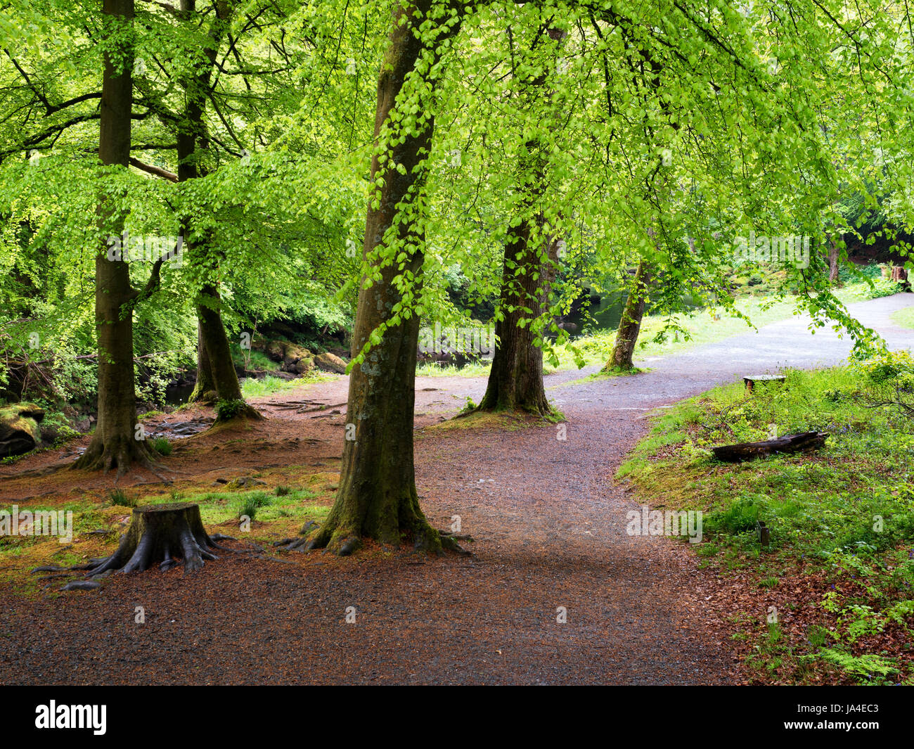 Beech Trees by a Path in Strid Wood at Bolton Abbey North Yorkshire England Stock Photo