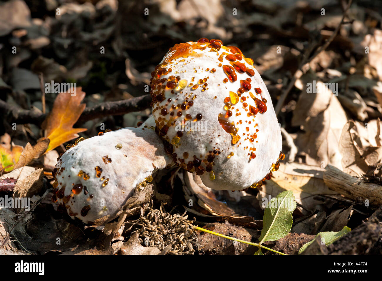 грибковые заболевания растений названия. грибы заражение. грибы заражение. грибы заражение. грибы и грибковые заболевания растений.