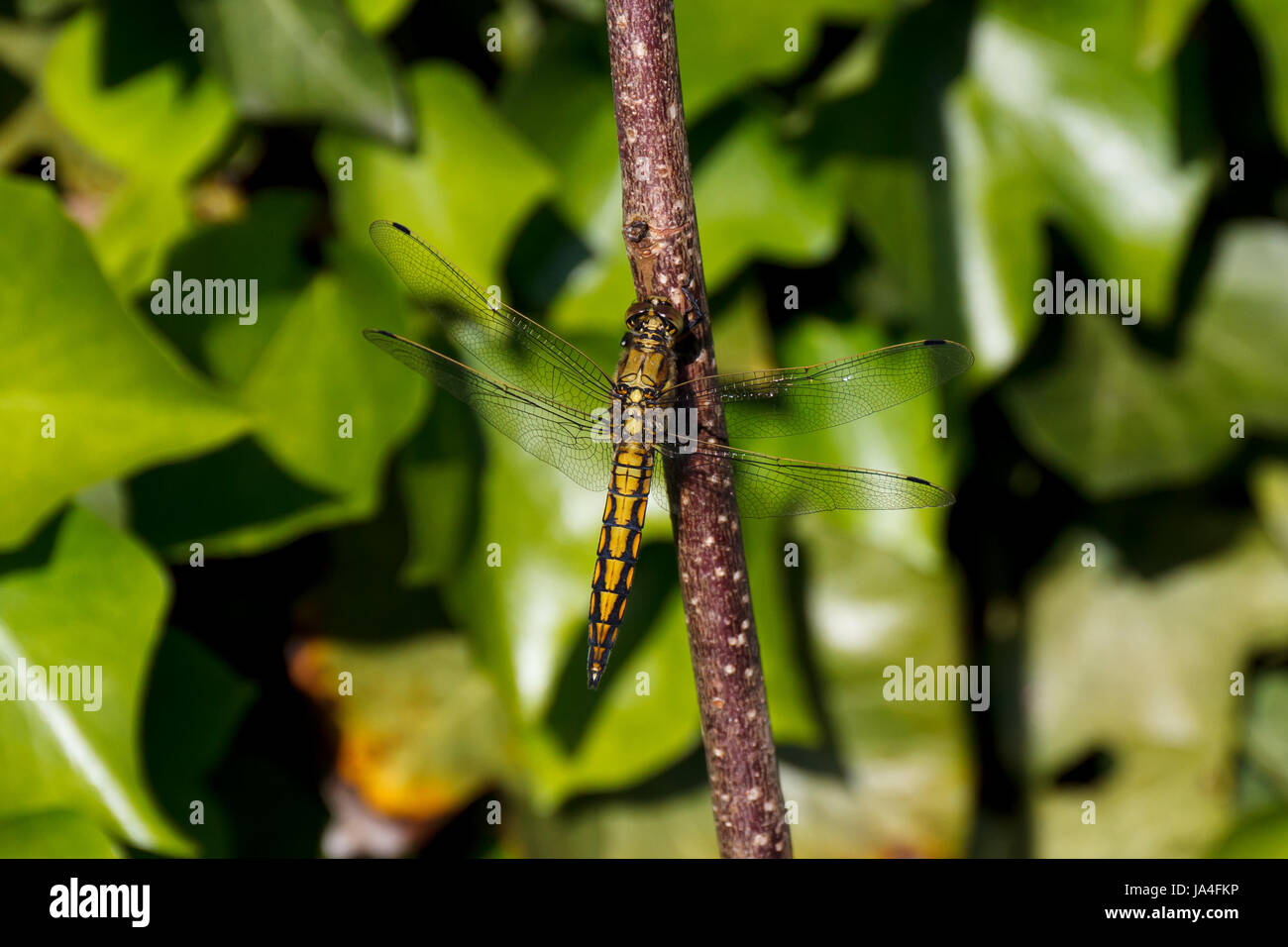wing, dragonfly, ivy, insect, wing, branch, dragonfly, filbert ...