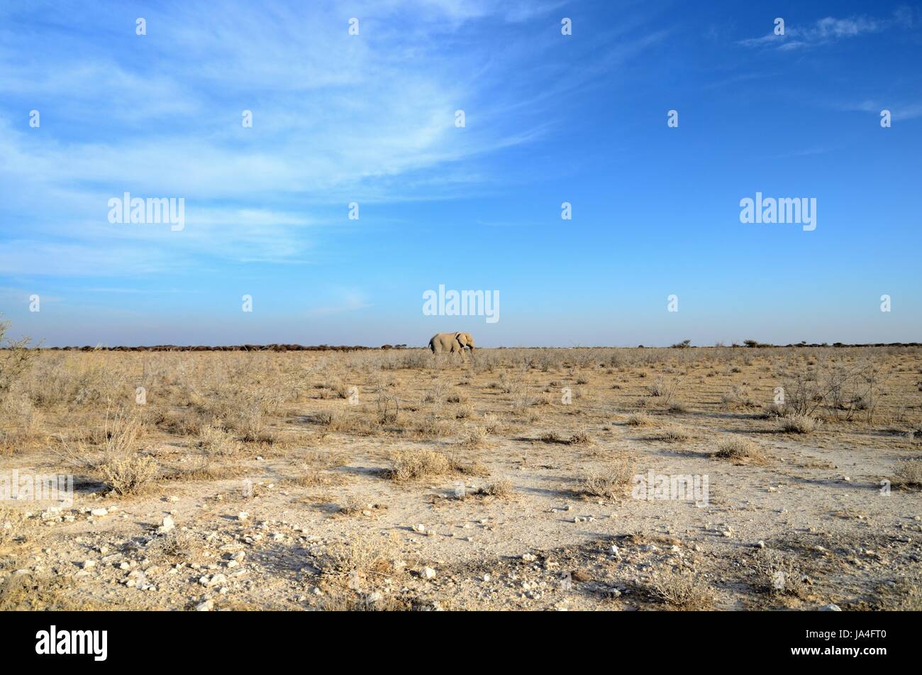 elephant, namibia, winter, animal, africa, elephant, namibia, dryness, heat, Stock Photo