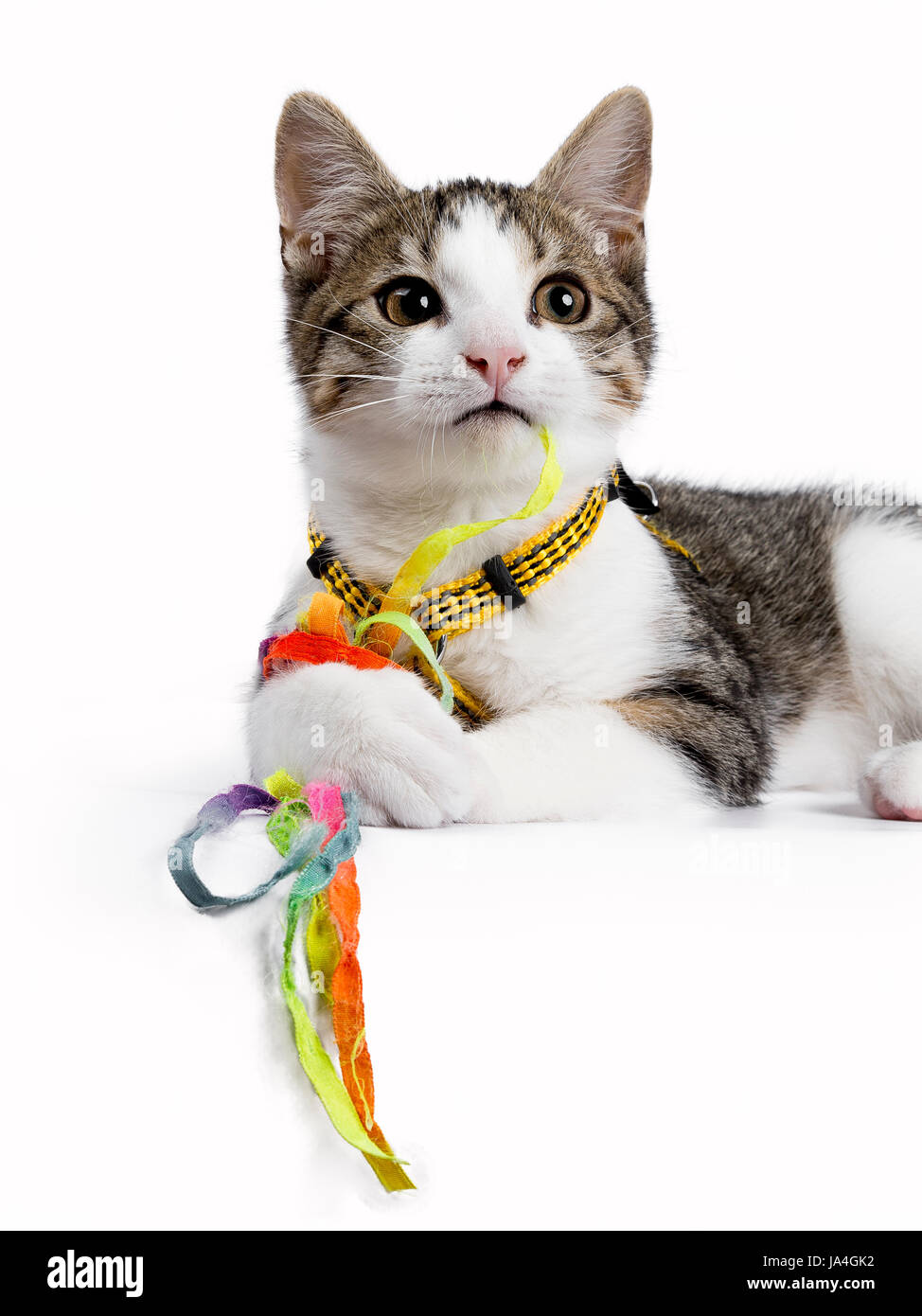 European Shorthair Kitten Cat Laying On White Background Playing