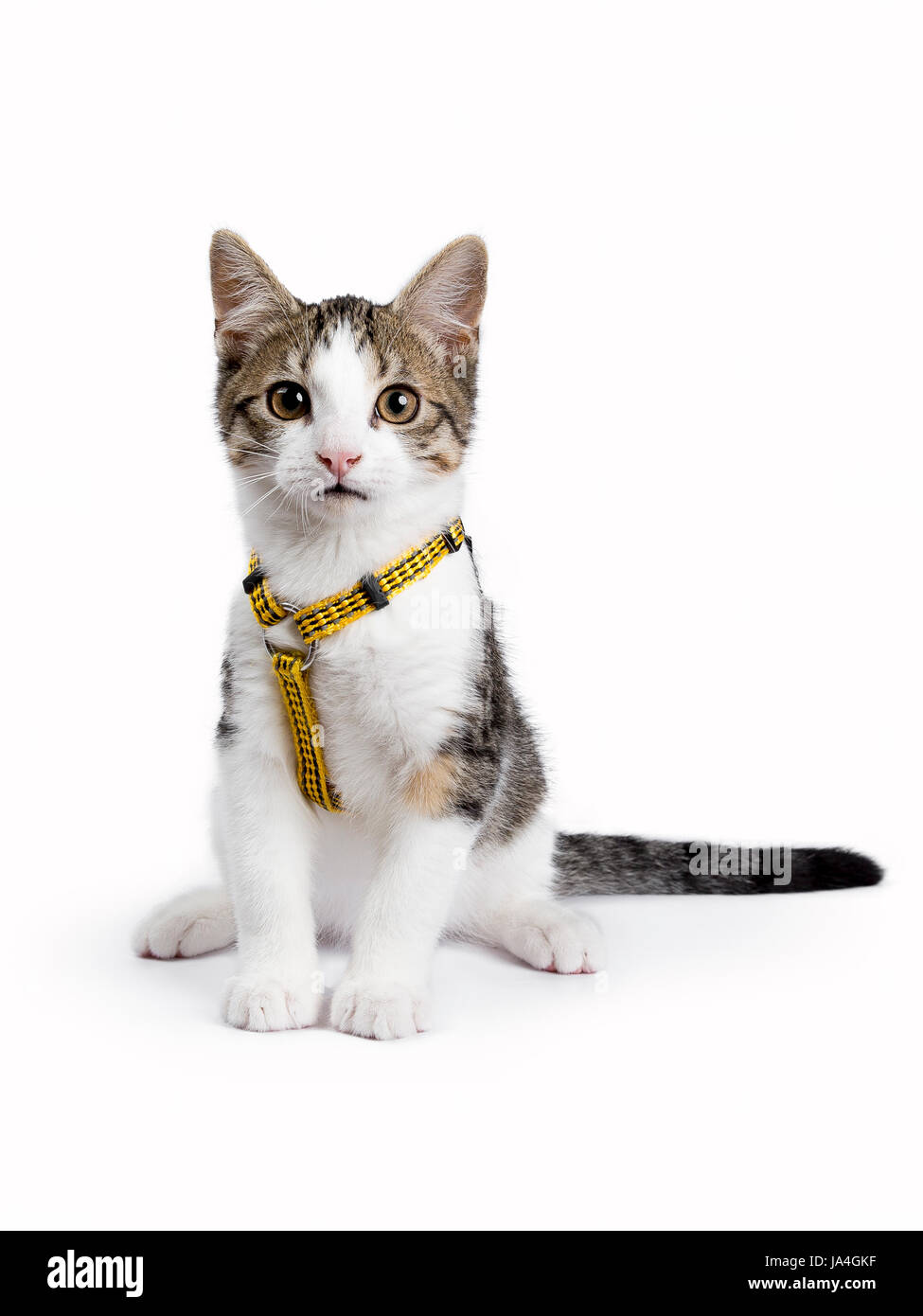 European shorthair kitten / cat sitting on white background wearing yellow harnas and looking straight into camera Stock Photo