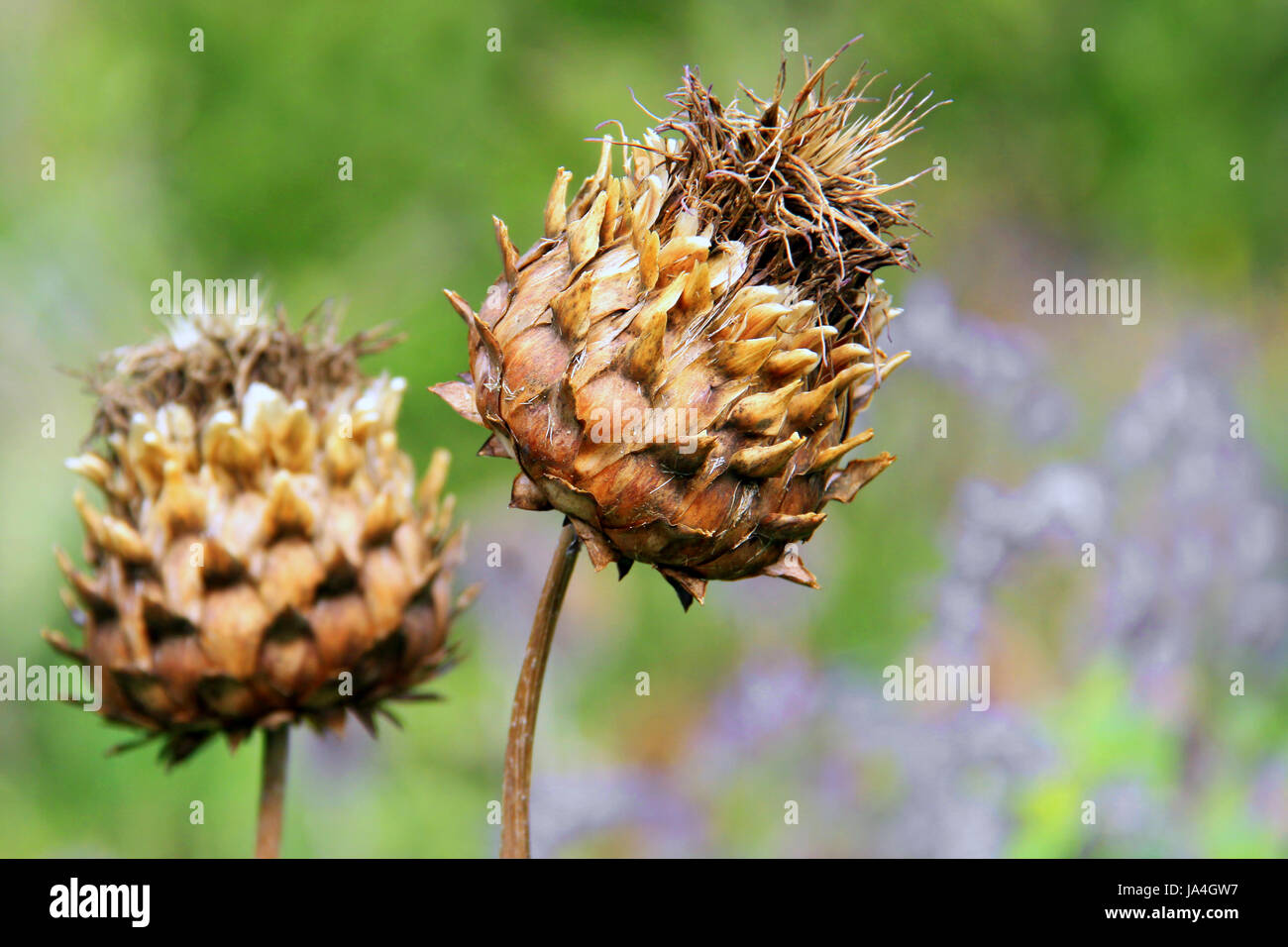 artichoke, medicinal plant, two, fall, autumn, die, flora, botany, autumnal, Stock Photo