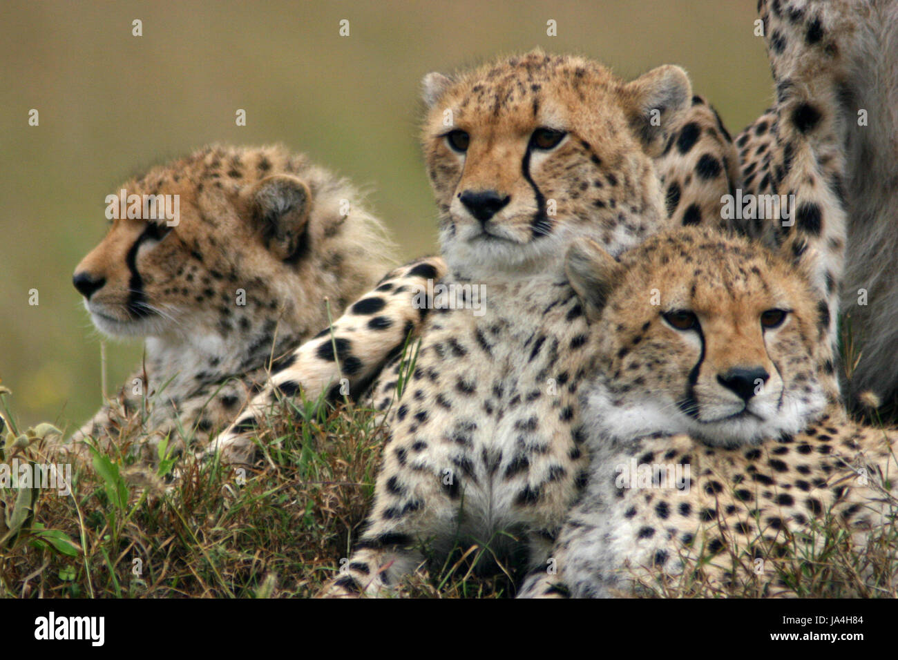 Mutter mit fnf jungen hi-res stock photography and images - Alamy